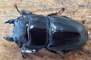 ޥȥҥ饿ɡޥñʡ50.2mmR7/10Ƭ16.0mm