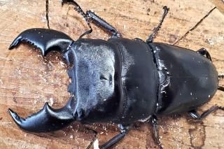 ޥȥҥ饿ɡޥñʡ97.4mmR7/1012.4mmƬ34.7mm37.2mm