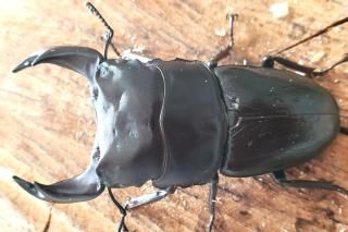 塞ëKGϡ6.0mmA'72.7mm46.9mmڥR7/105