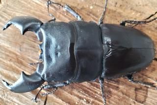 ޥȥҥ饿ɡޥñ99.1mmR7/1112.7mmƬ35.3mm37.8mm