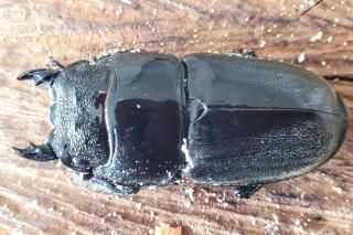 ޥȥҥ饿ɡޥñʡ51.2mmR7/11Ƭ16.7mm