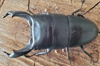 󥰥ƥҥ饿ޥͥ饴Υ96.5mm44.0mmڥR7/116