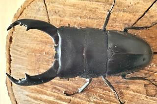 󥰥ƥҥ饿ޥͥ饴ΥA'96.5mm44.6mmR7/116