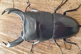 󥰥ƥҥ饿ޥͥ饴Υ96.5mm44.3mmڥR7/117