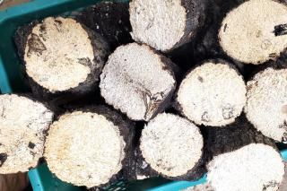 ���̥���A��ľ��8��9cmĹ��14cm���塡���褯������ɤ���Ǥ�