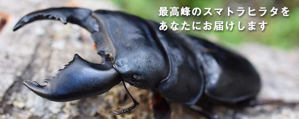 くわがた小屋