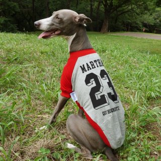Raglan T-shirt [ Back number ] dog Italian Greyhound Clothing