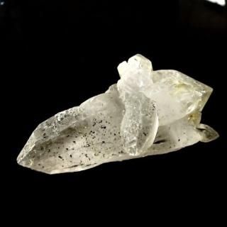 値下しました！ティップリン産クラスター80-2 ティップリン産クラスター80-2