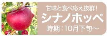 ʥΥۥå10