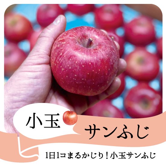 長寿県から直送 まるかじり「小玉サンふじ」【りんごの王様】