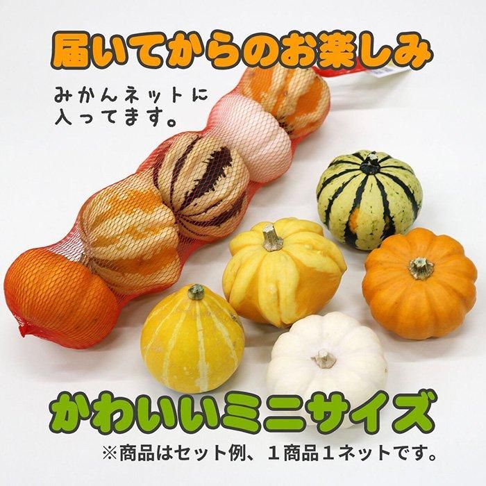 数量限定】片桐農園ハロウィンかぼちゃミニ5個 - 北海道ギフト