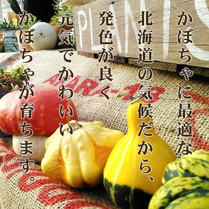 ハロウィンカボチャ 数量限定】片桐農園ハロウィンかぼちゃLサイズ1玉 - 北海道