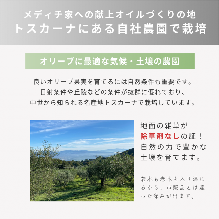 OliOlive 生オリーブオ