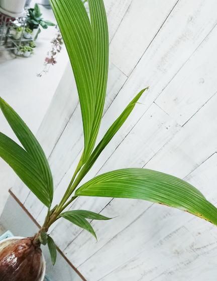 ココヤシ 椰子の実 ヤシの実 7寸 観葉植物 ココヤシ 7号 ヤシの木 観葉植物 ヤシの実 ヤシノミ 送料無料