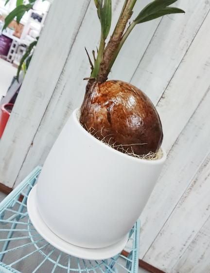 ココヤシ 椰子の実 ヤシの実 7寸 観葉植物 ココヤシ 【観葉植物 7号プラスチック鉢／1個売り】｜ 【植物の