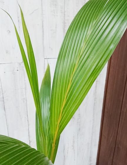 ココヤシ 椰子の実 ヤシの実 7寸 観葉植物 ココヤシ 7号 ヤシの木 観葉植物 ヤシの実 ヤシノミ 送料無料