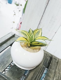 観葉植物・多肉植物の販売、通販│cocoha