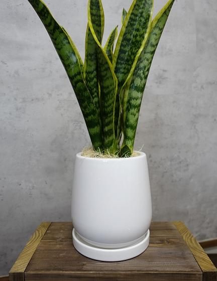 サンスベリア・ローレンチー | ホワイトサイポット - 観葉植物専門店