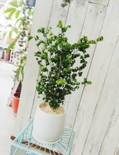 ユーフォルビア デセプタ 実生 強木質化 開花株 8.5cm鉢