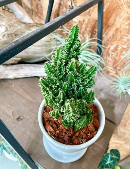 限定商品‼️❤️【大人気観葉植物】❤️電磁波吸収サボテン　極太セレウスサボテンカット苗 楽天市場】セレウス電磁波吸収サボテン♪場所取らずでちょこっと