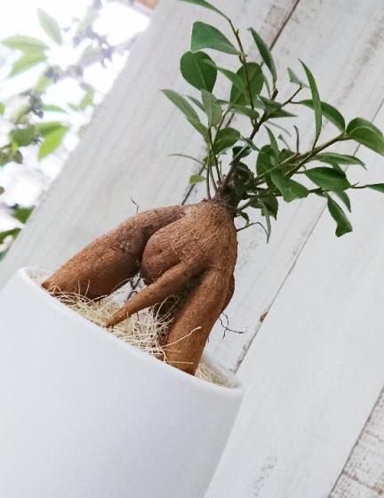 ガジュマル S | 幸せを呼ぶ木 - 観葉植物・多肉植物の販売、通販│cocoha