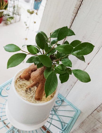 大人気の観葉植物！ガジュマル☆多幸の木☆幸せを呼ぶ木☆大きめ