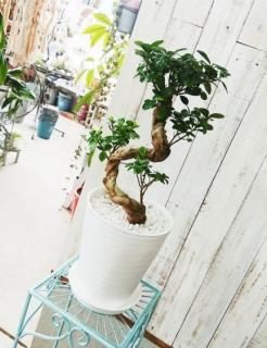 ガジュマル | 天使が宿る木 - 観葉植物・多肉植物の販売、通販│cocoha