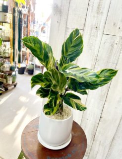 カラテア販売 - 観葉植物・多肉植物の販売、通販│cocoha