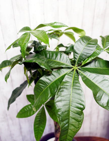 パキラ 編み込み L | 鉢カバー付 - 観葉植物・多肉植物の販売、通販│cocoha