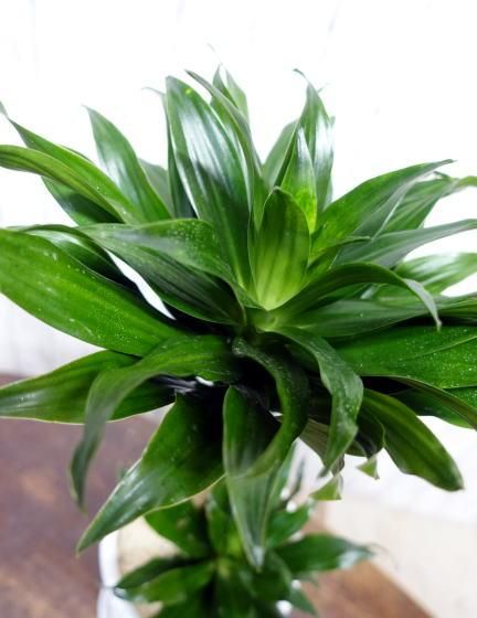 観葉植物 ドラセナ コンパクタ No.0019】ドラセナ・コンパクタ - 高田馬場・九段下の花屋シーズン・ハーツ