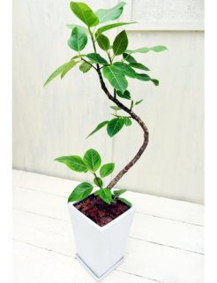 商品検索 - 観葉植物・多肉植物の販売、通販│cocoha