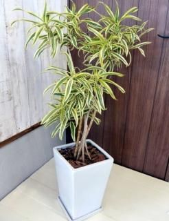 【一点限定】ドラセナ ヴィクトリア Lサイズ 透き通るような美しさ 観葉植物 一点限定】ドラセナ ヴィクトリア Lサイズ 透き通るような美しさ