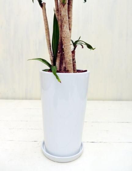 ドラセナ・リッキー | 観葉植物 - 観葉植物・多肉植物の販売