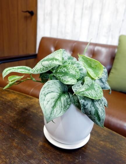 スキンダプサス | オストボールM - 観葉植物・多肉植物の販売