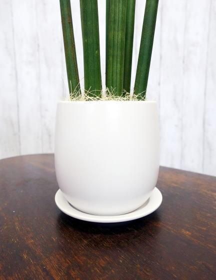 サンスベリア スタッキー 楽天市場】【お試し】サンスベリア（スタッキー） 4号