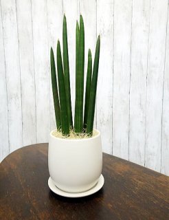 サンスベリア（サンセベリア）販売 - 観葉植物・多肉植物の販売、通販│cocoha