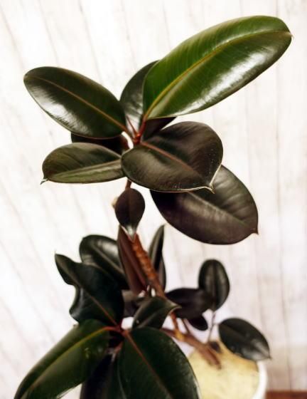 フィカス・バーガンディ | 美しい観葉植物 - 観葉植物・多肉植物