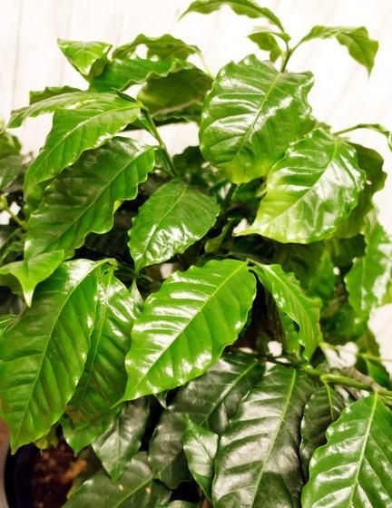 コーヒーの木 L | 鉢カバー付き - 観葉植物・多肉植物の販売
