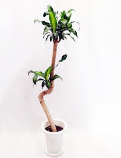 ギフトにおすすめの観葉植物 - 観葉植物・多肉植物の販売、通販│cocoha