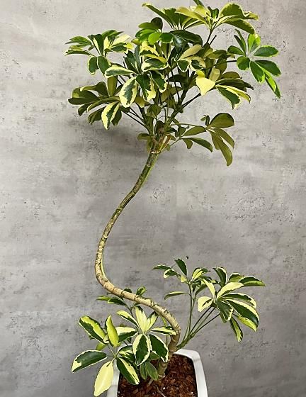 シェフレラ ハッピーイエロー 曲がり仕立て 観葉植物 観葉植物 シェフレラ ハッピーイエロー アートフラワー plant