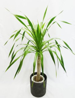 1点もの観葉植物 - 観葉植物・多肉植物の販売、通販│cocoha