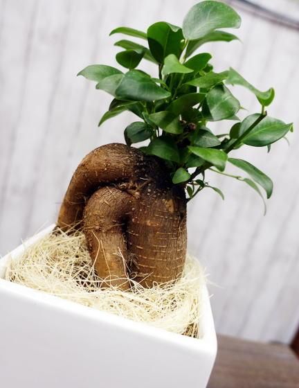 ガジュマル | 幸せを呼ぶ木 - 観葉植物・多肉植物の販売、通販