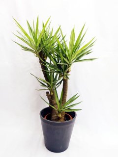 個性的な観葉植物-観葉植物・多肉植物の販売、通販│cocoha