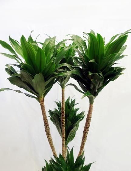 キンジョウ様　ドラセナコンパクタ斑入り2 鉢 観葉植物 斑入り ドラセナ コンパクタ ホワイト 7号 高さ60cm