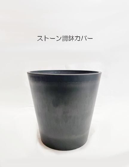 ドラセナ・コンパクタ | 8号鉢 - 観葉植物専門店cocoha（ココハ
