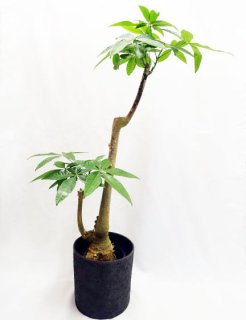 20,000円～ - 観葉植物・多肉植物の販売、通販│cocoha