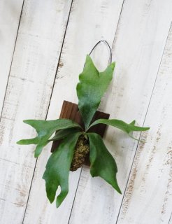 ビカクシダ（コウモリラン）販売 - 観葉植物・多肉植物の販売、通販│cocoha