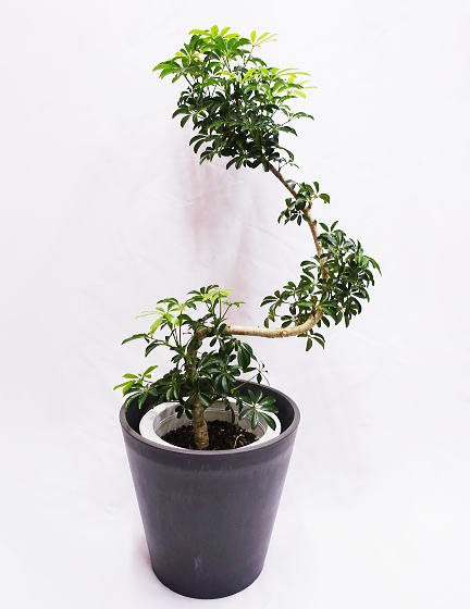 シェフレラ・コンパクタ | 鉢カバー付き - 観葉植物・多肉植物の販売、通販│cocoha