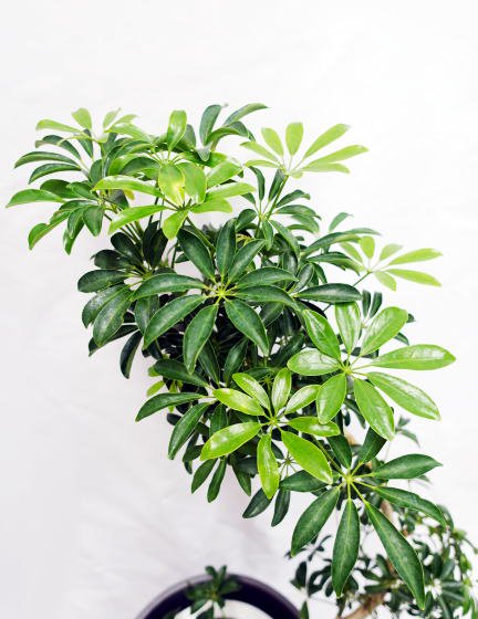 シェフレラ・コンパクタ | 鉢カバー付き - 観葉植物・多肉植物の販売、通販│cocoha