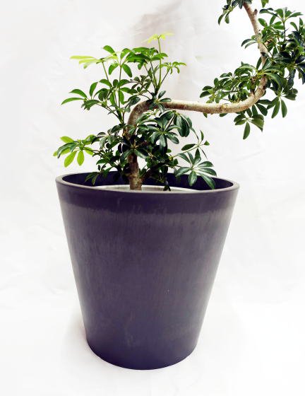 シェフレラ・コンパクタ | 鉢カバー付き - 観葉植物・多肉植物の販売、通販│cocoha